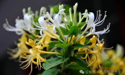 芡实粉的最佳食用方法及用量-权威山药薏仁芡实粉功效平台,分享专业芡实粉的功效与作用及食用方法知识_芡实粉功效网
